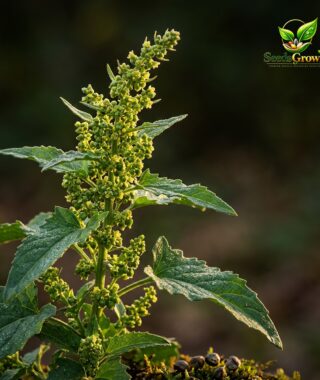 081-Good-King-Henry-Seeds-100-Perennial-Edible-Herb-Non-GMO-Heirloom-Vegetable product image
