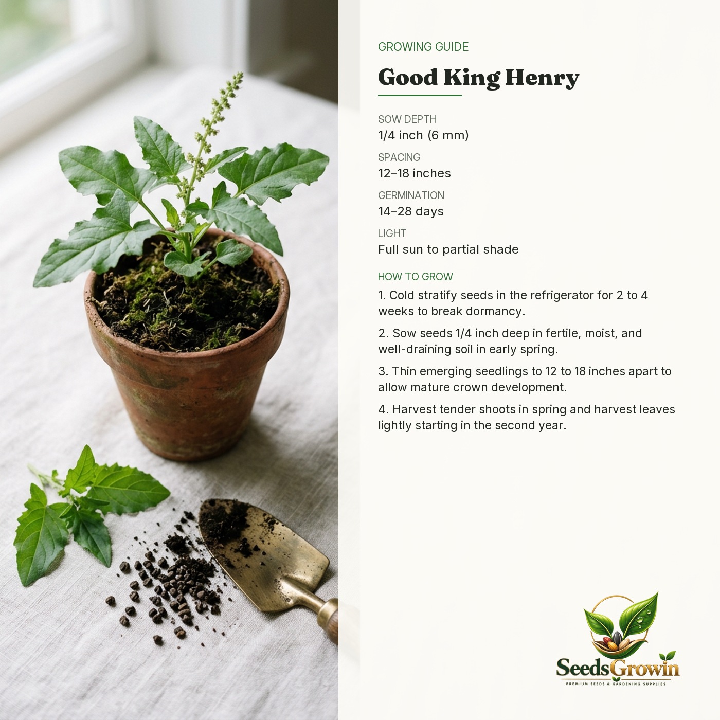 Good King Henry Seeds – Perennial Edible Herb Non-GMO Heirloom - photo 4