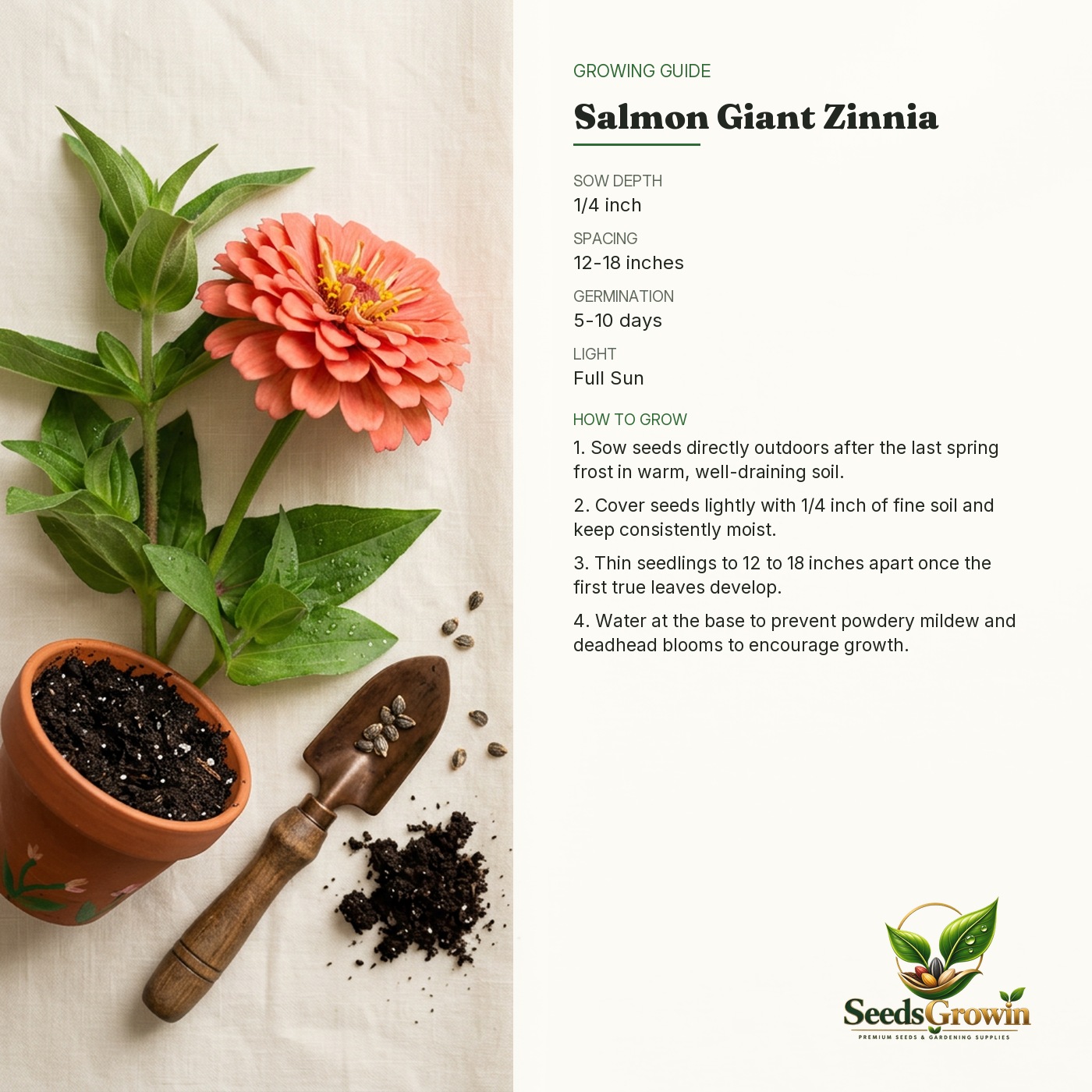 Salmon Zinnia Seeds – Giant Blooms Heirloom Cut Flower Easy Grow - photo 4