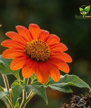 083-Tithonia-Sunflower-Seeds-100-Mexican-Sunflower-Pollinator-Easy-Heirloom-Annual product image