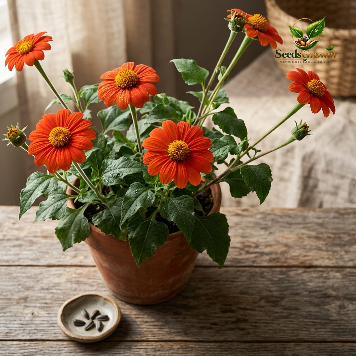 Tithonia Sunflower Seeds – Mexican Sunflower Pollinator Easy Heirloom - photo 3