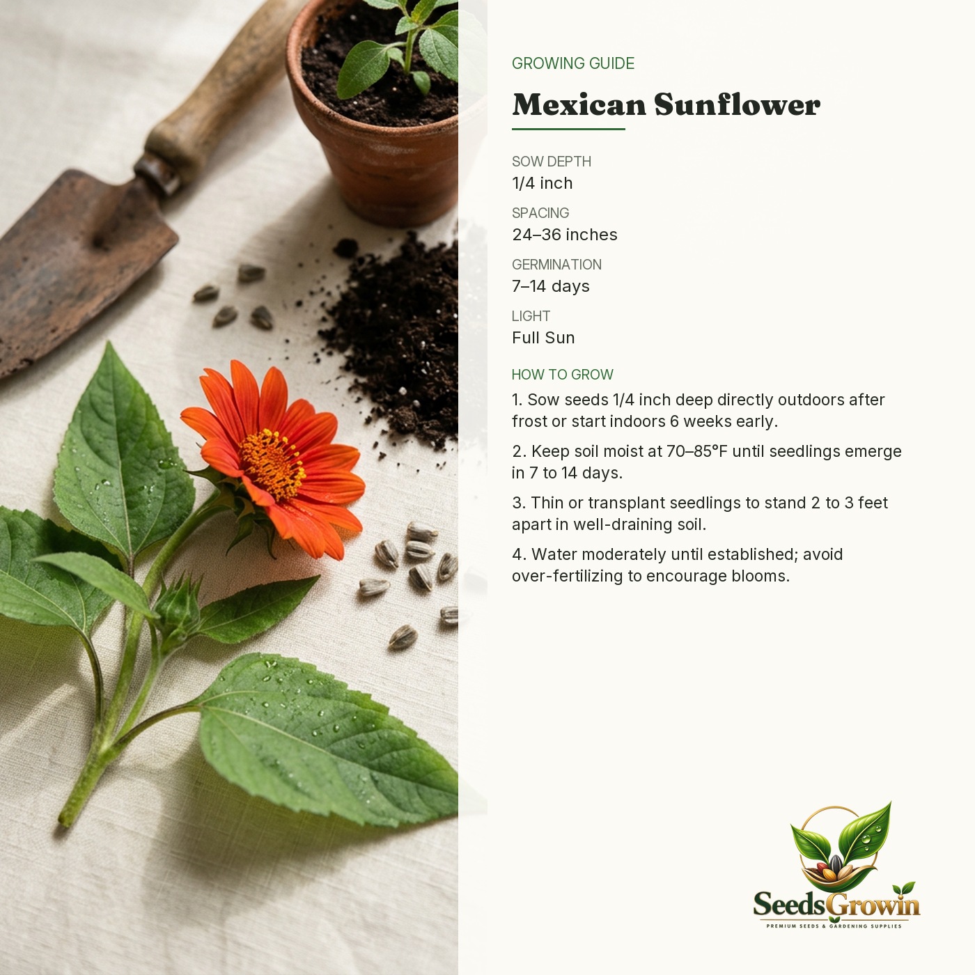 Tithonia Sunflower Seeds – Mexican Sunflower Pollinator Easy Heirloom - photo 4