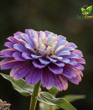 085-Blueberry-Cheesecake-Zinnia-Seeds-100-Purple-Blue-Lavender-Blooms-Heirloom product image