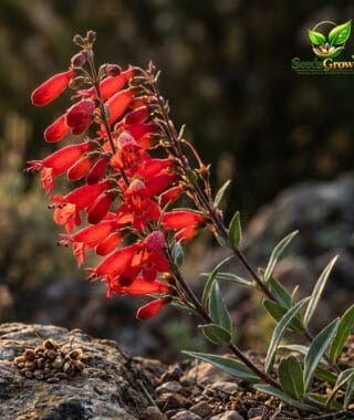 086-Firecracker-Penstemon-Seeds-100-Red-Hummingbird-Wildflower-Easy-Perennial product image