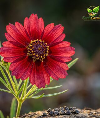 087-Red-Coreopsis-Seeds-100-Dwarf-Calliopsis-Wildflower-Non-GMO-Heirloom product image