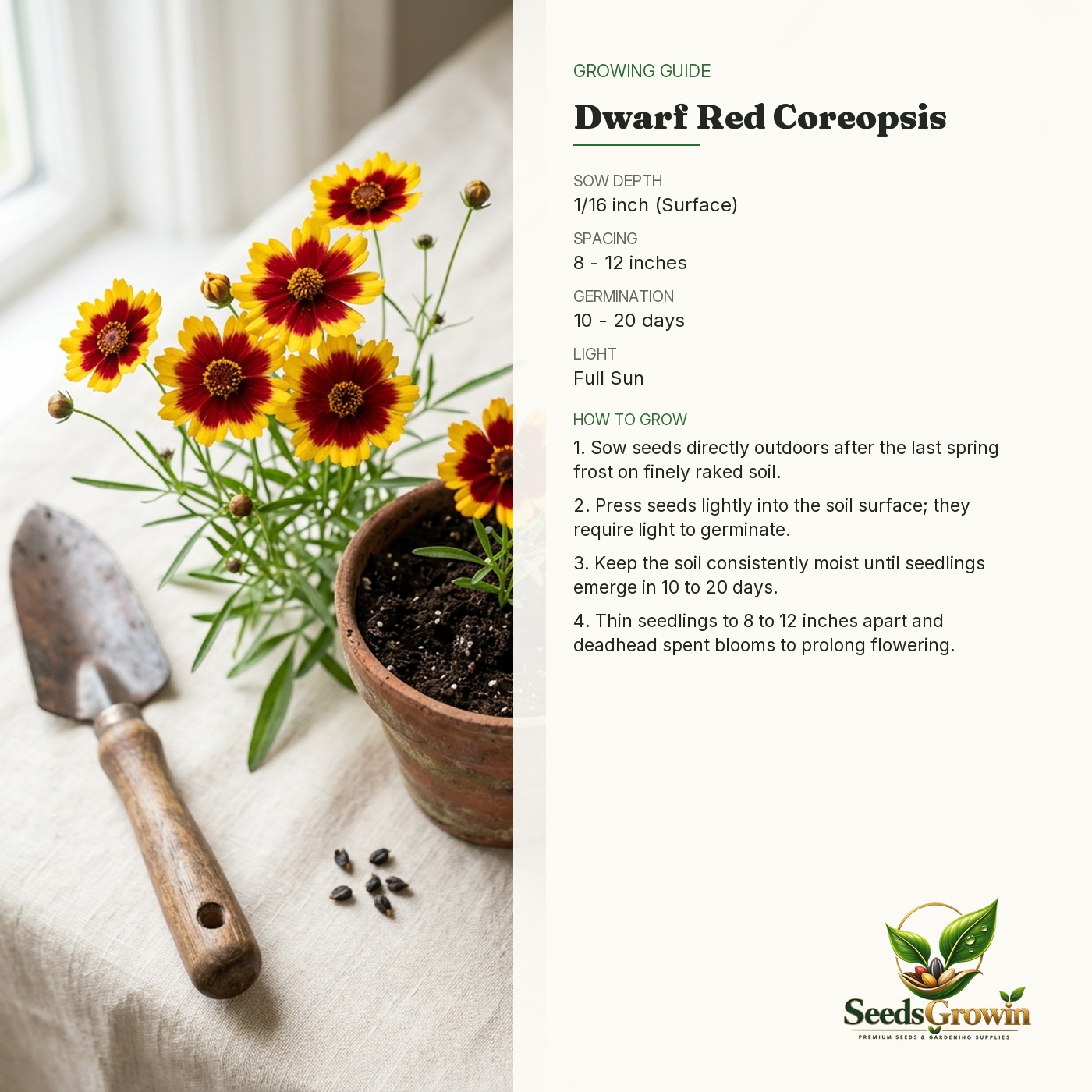 Red Coreopsis Seeds – Dwarf Calliopsis Wildflower Non-GMO Heirloom - photo 4