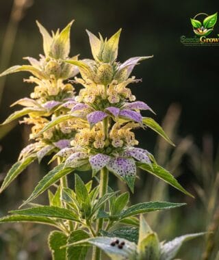 088-Spotted-Bee-Balm-Seeds-100-Horsemint-Native-Herb-Pollinator-Wildflower product image