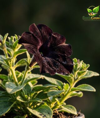 089-Black-Petunia-Seeds-100-Dark-Velvet-Blooms-Heat-Tolerant-Easy-Grow-Annual-guide-1 product image