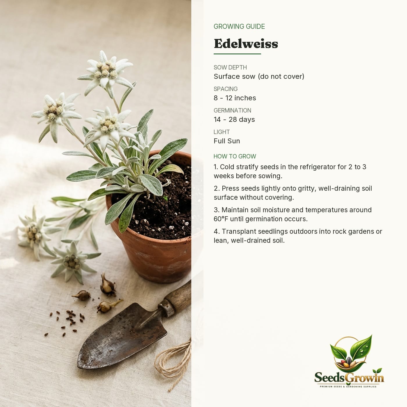 Edelweiss Seeds – White Perennial Ground Cover - photo 4