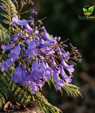 093-Jacaranda-Tree-Seeds-100-Purple-Blue-Blooms-Exotic-Ornamental-Easy-Grow product image