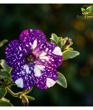 094-Night-Sky-Petunia-Seeds-100-Star-Pattern-Purple-Blooms-Non-GMO-Heirloom product image