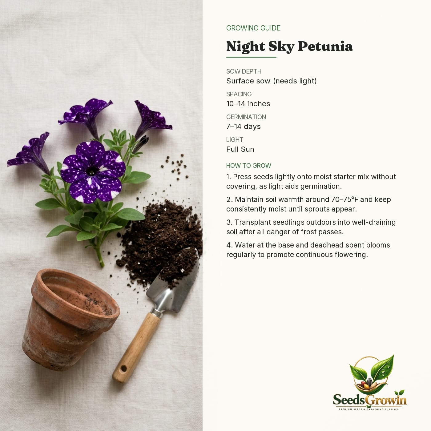 Night Sky Petunia Seeds – Star Pattern Purple Blooms Non-GMO Heirloom - photo 4