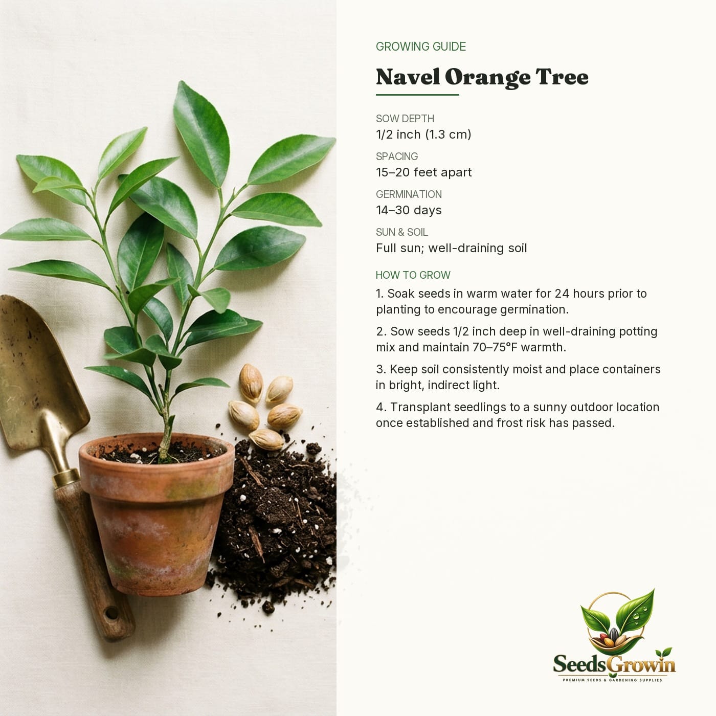 Navel Orange Tree Seeds – Sweet Citrus Fruit Non-GMO Heirloom - photo 4