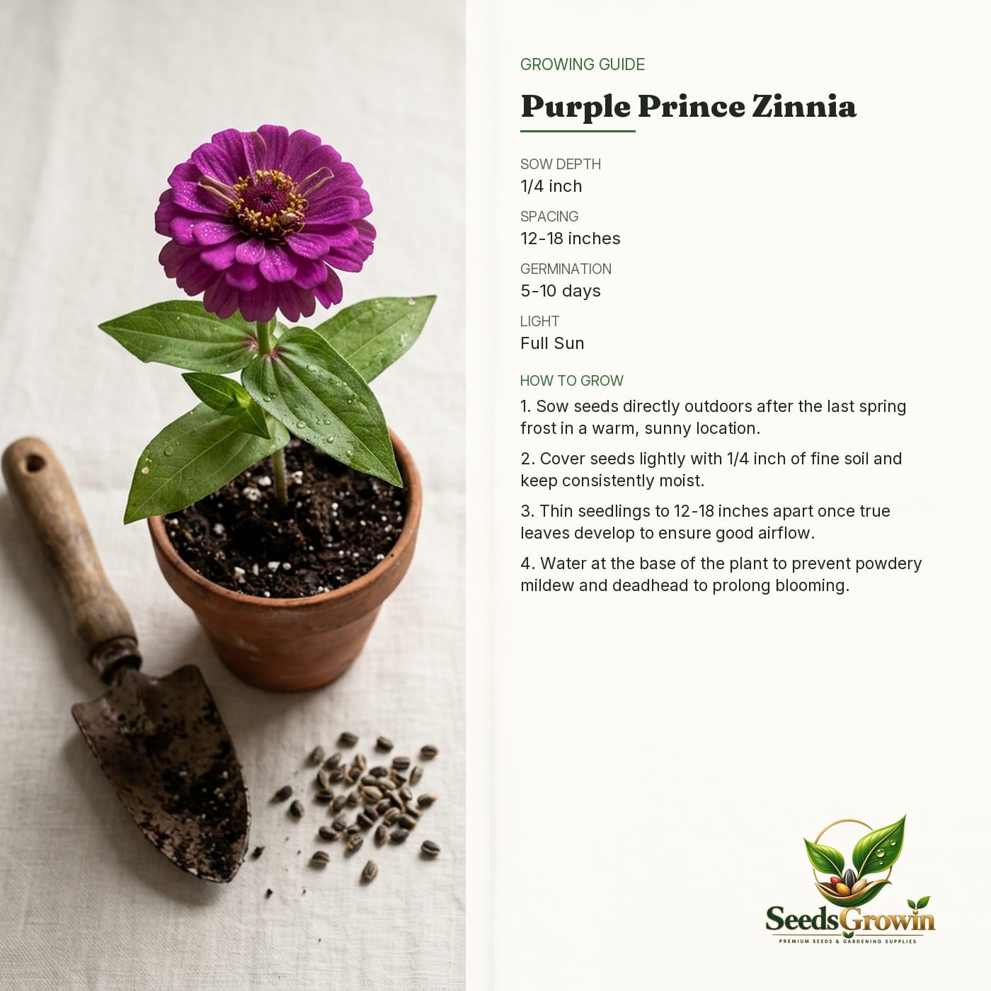 Purple Prince Zinnia Seeds – Rich Purple Blooms Non-GMO Heirloom Cut Flower - photo 4