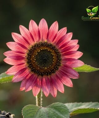 098-Strawberry-Pink-Sunflower-Seeds-100-Cherry-Rose-Blooms-Easy-Heirloom product image