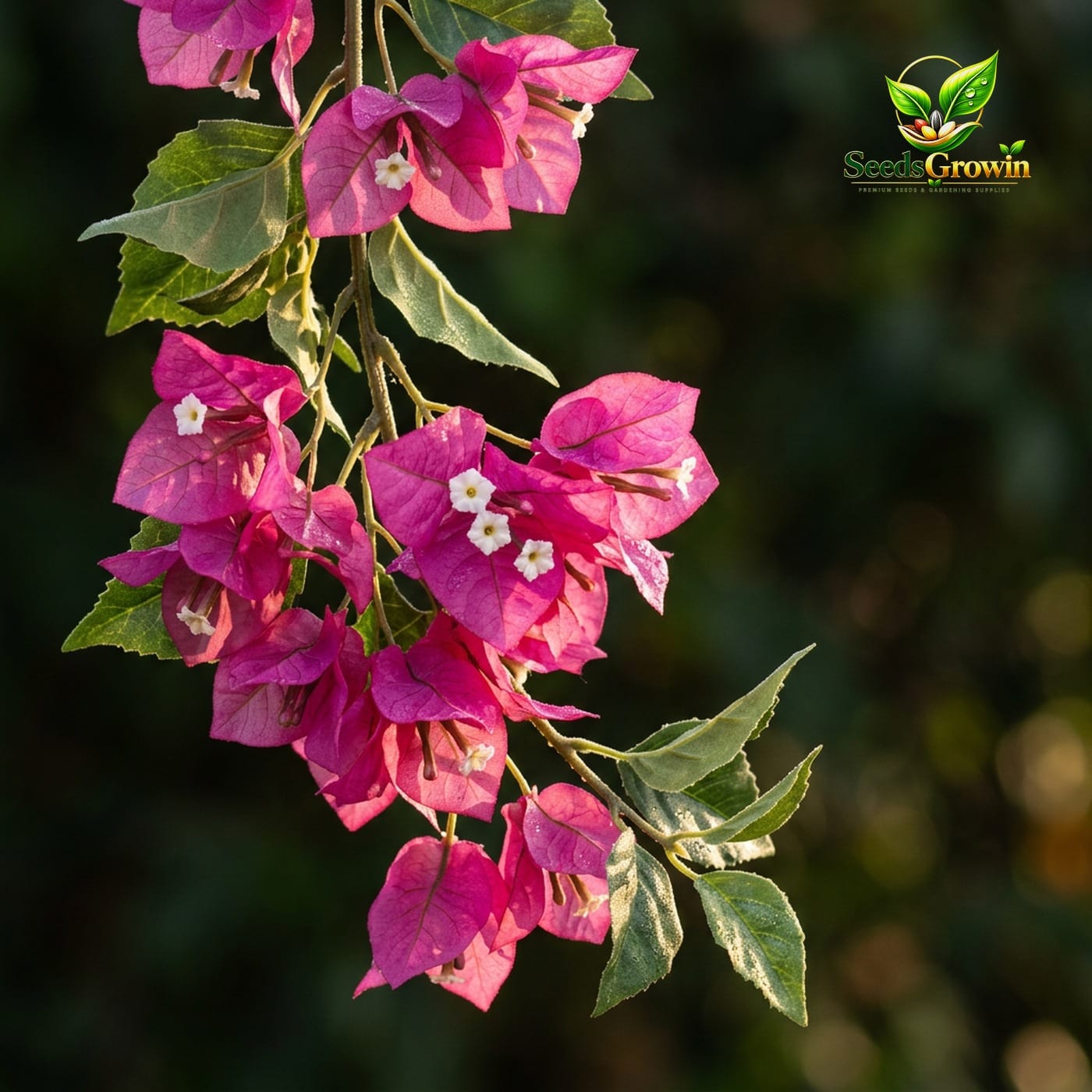 Bougainvillea Flowers – 2 Piece Floral Collection