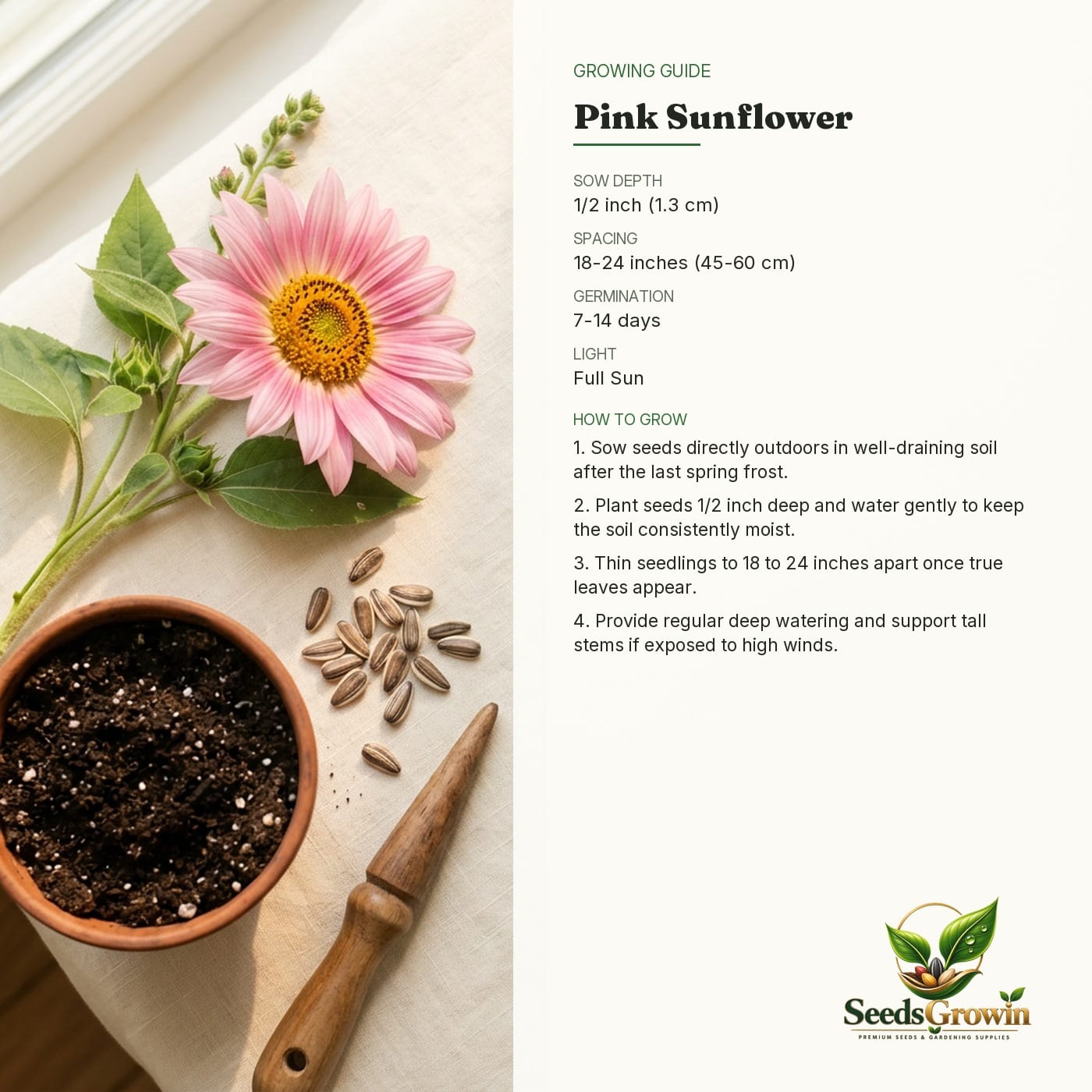 Pink Sunflower Seeds – Rare Soft Pink Blooms Non-GMO Heirloom - photo 4