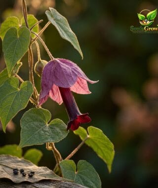 101-Purple-Bell-Vine-Seeds-100-Rhodochiton-Climbing-Flower-Easy-Grow-Annual product image