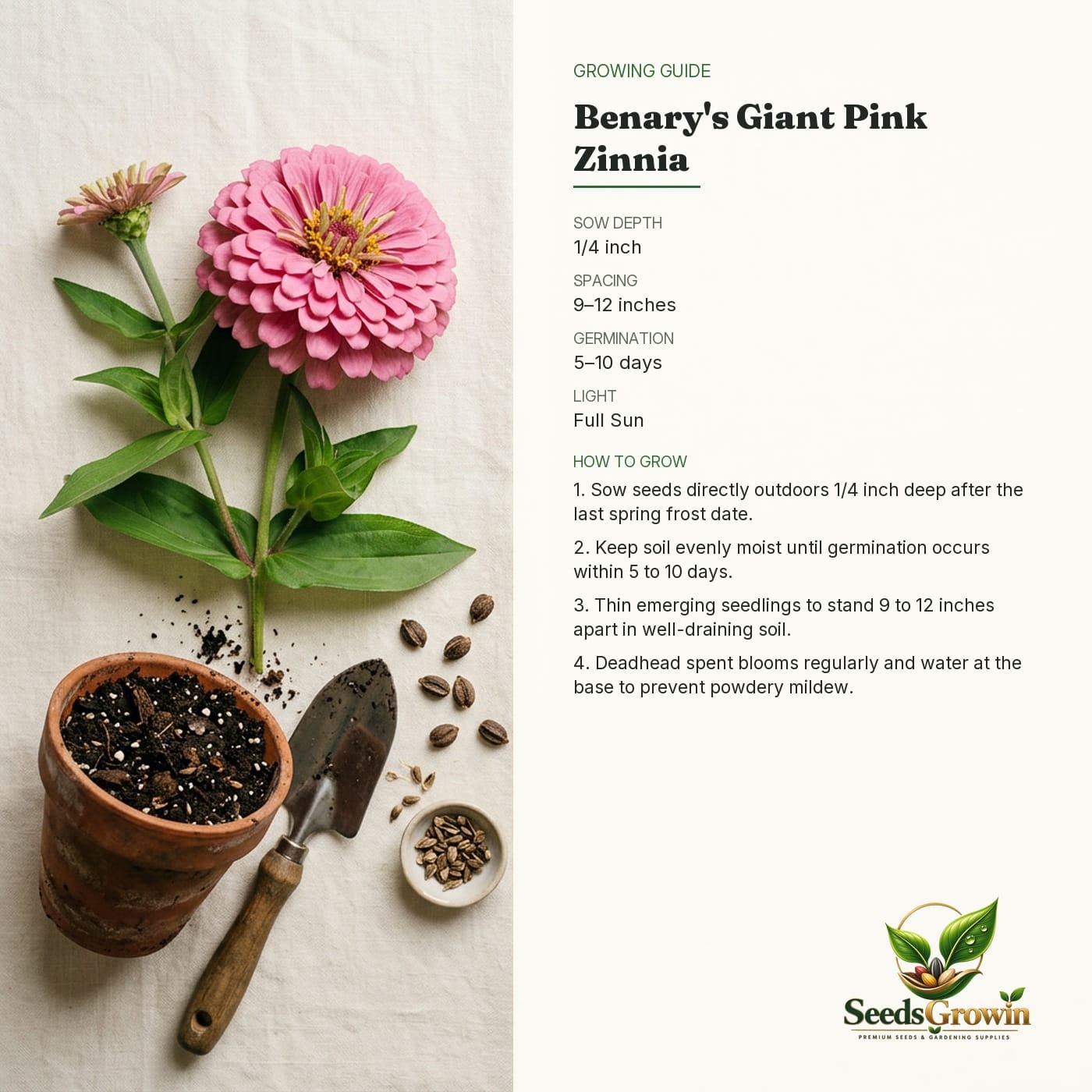 Benary's Giant Pink Zinnia Seeds – Large Cut Flower Blooms Heirloom - photo 4