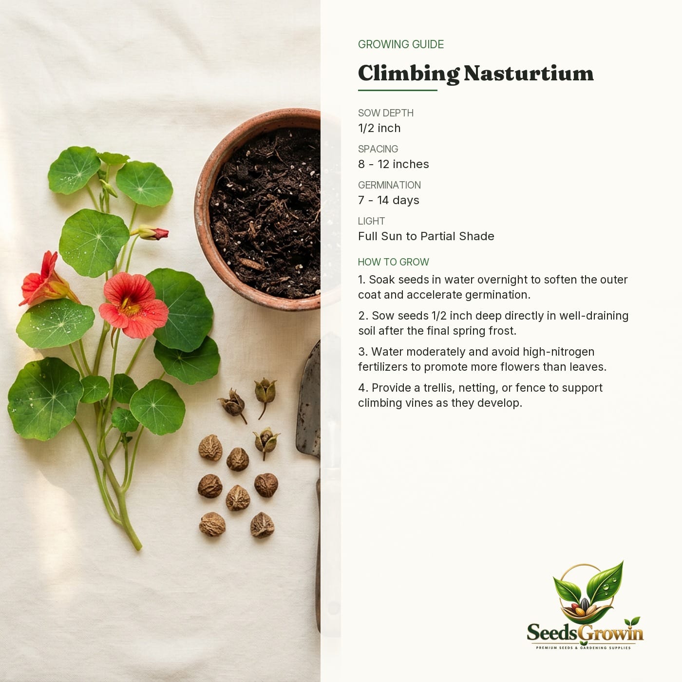 Nasturtium Seeds – Climbing Vine Pollinator Flower - photo 4