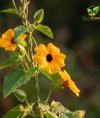 108-Black-Eyed-Susan-Vine-Seeds-100-Thunbergia-Climbing-Flower-Easy-Grow-guide-1 product image
