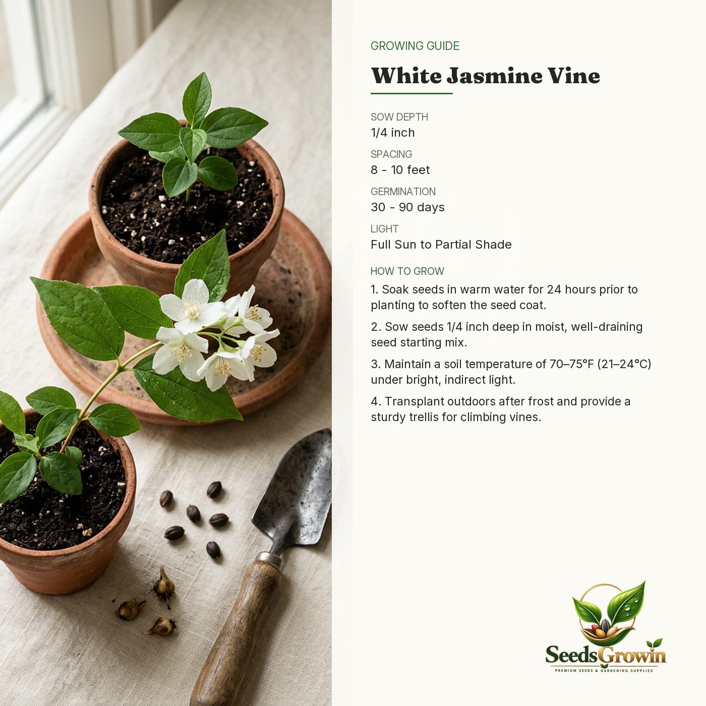 Jasmine Seeds – Fragrant White Climbing Vine - photo 4