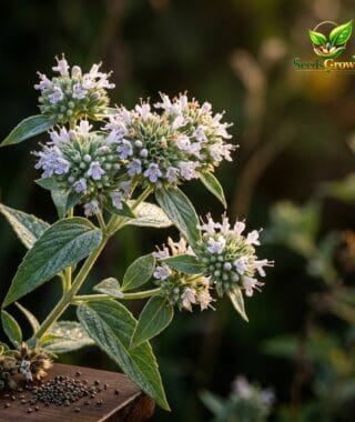 111-Mountain-Mint-Seeds-100-Native-White-Wildflower-Pollinator-Garden-Perennial-Herb-guide-1 product image