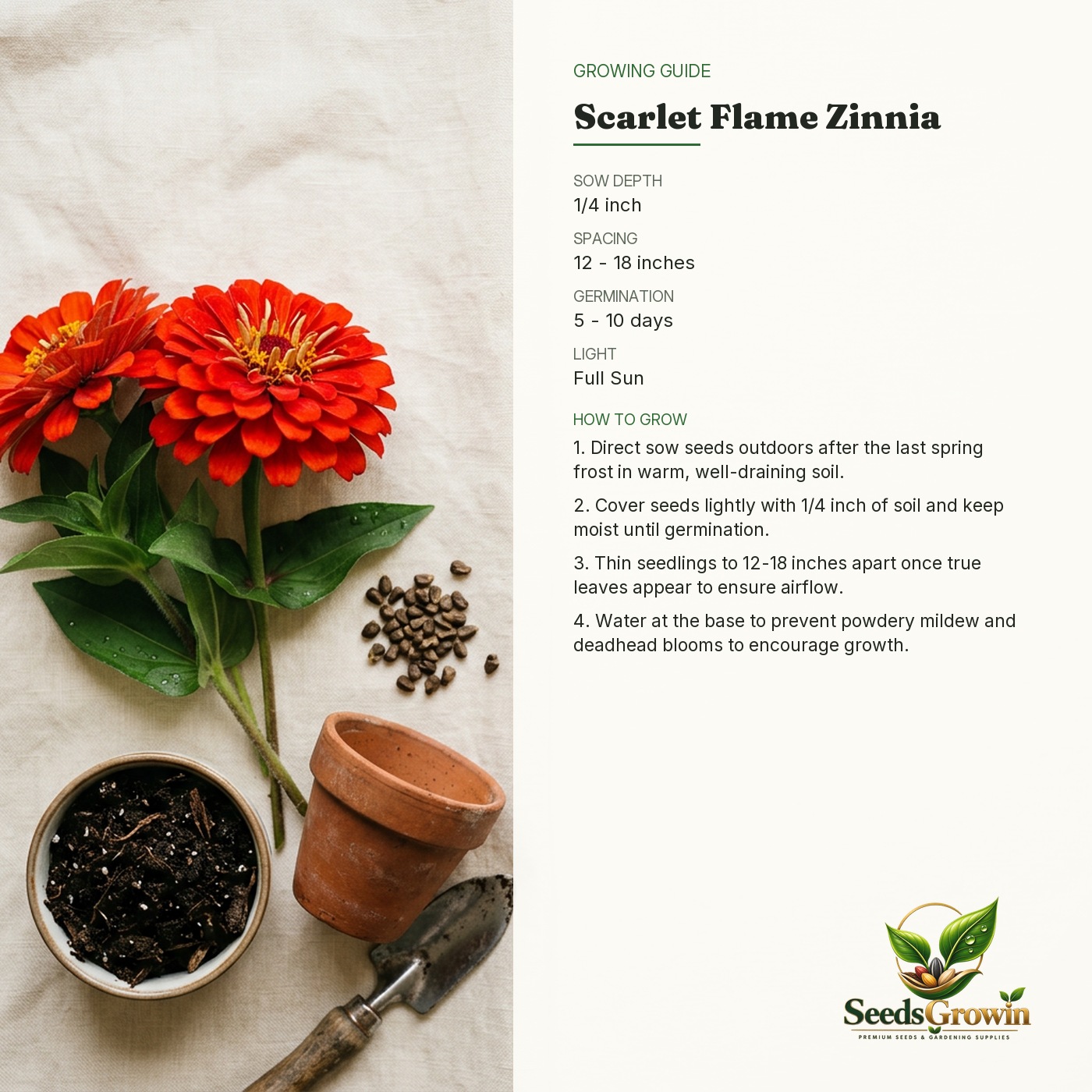 Scarlet Flame Zinnia Seeds – Vibrant Red Cut Flower - photo 4