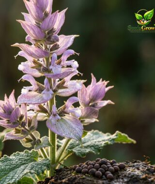 113-Clary-Sage-Seeds-100-Salvia-Sclarea-Perennial-Herb-Fragrant-Pollinator-Plant-guide-1 product image