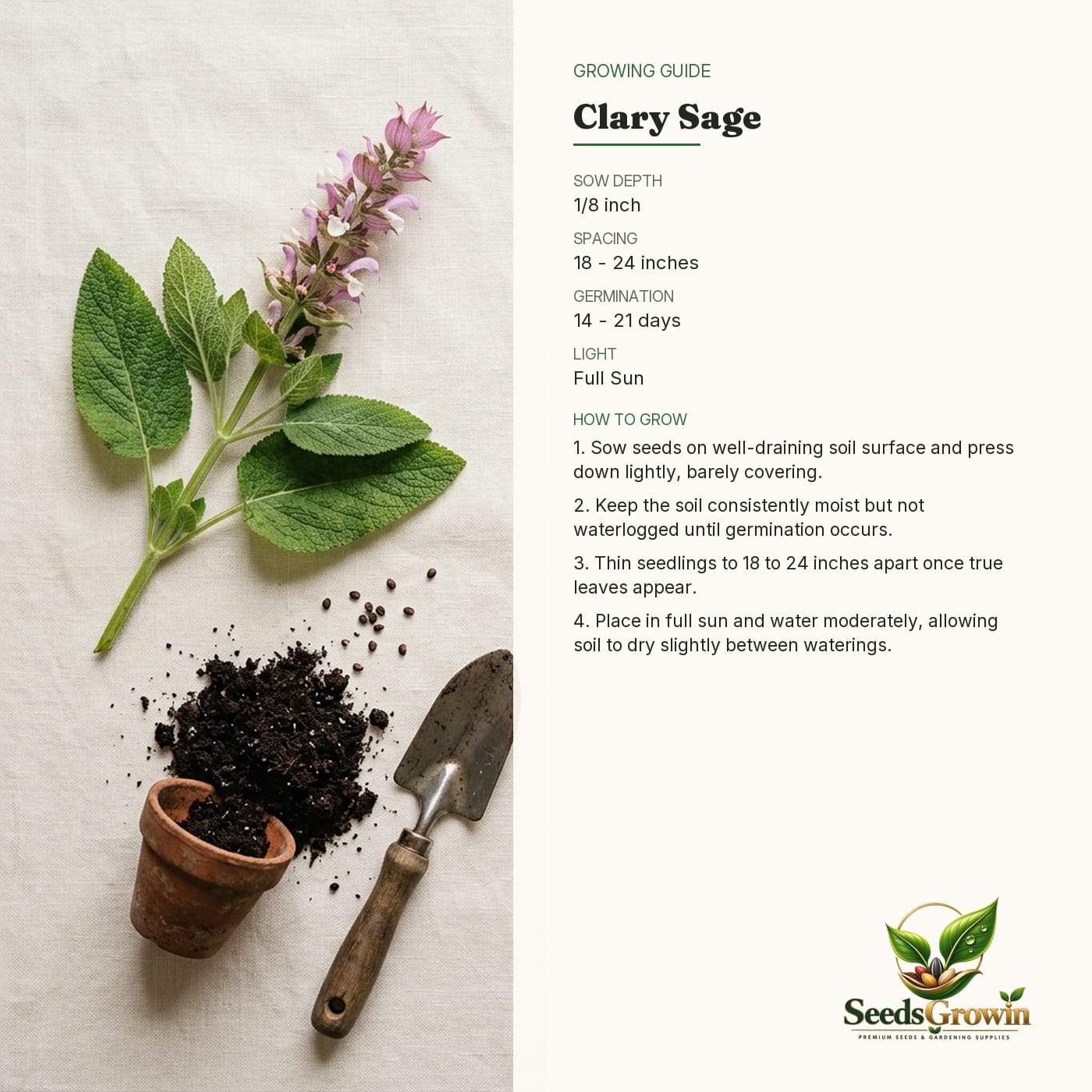 Clary Sage Seeds – Fragrant Perennial Herb - photo 4