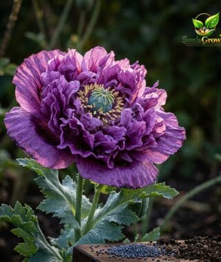 114-Purple-Peony-Poppy-Seeds-100-Double-Bloom-Annual-Flower-Vibrant-Summer-Garden-guide-1 product image