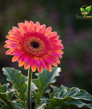 Gerbera Daisy Seeds, 300+ Pack, Colorful Perennial Blooms, Easy Growing Flower Variety product photo for gardening and home growing