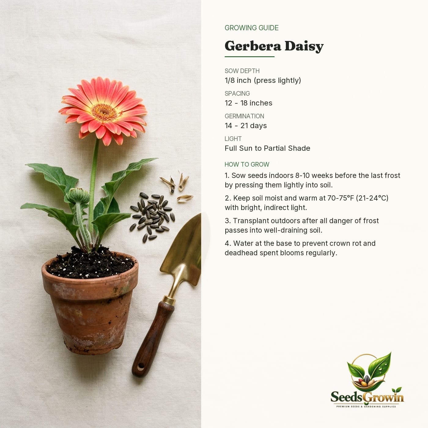 Gerbera Daisy Seeds, 300+ Pack, Colorful Perennial Blooms, Easy Growing Flower Variety product photo for gardening and home growing
