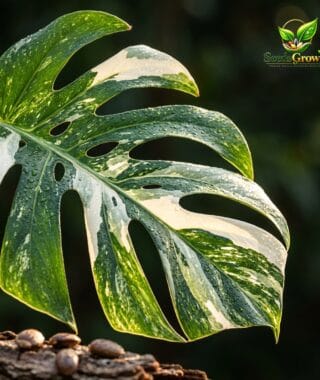 Variegated Monstera Seeds 70 PCS Tropical Foliage Indoor Outdoor Variety product photo for gardening and home growing