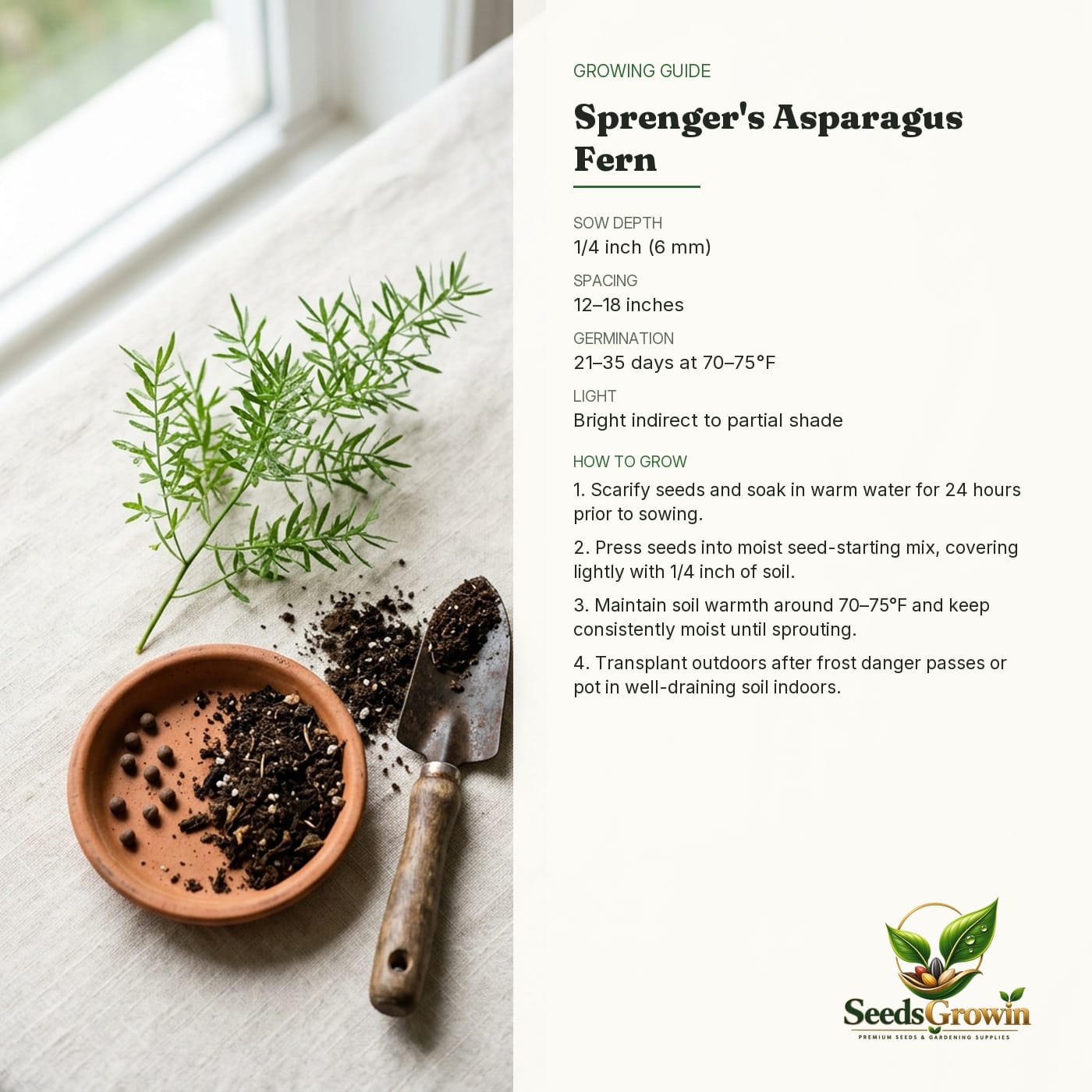 Sprenger's Asparagus Seeds Ornamental Fern Plant Indoor Outdoor Garden Greenery product photo for gardening and home growing