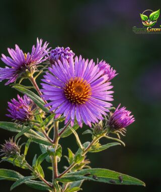 New England Aster Seeds Perennial Flower Garden Plant Wildflower Pollinator Friendly Purple Bloom product photo for gardening and home growing
