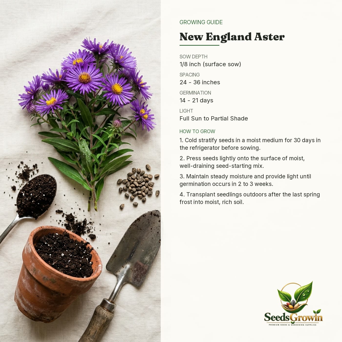New England Aster Seeds Perennial Flower Garden Plant Wildflower Pollinator Friendly Purple Bloom product photo for gardening and home growing
