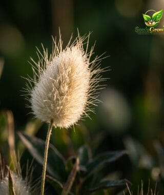 Rabbit Tail Grass Seeds – Fluffy Ornamental Grass for Dried Arrangements product photo for gardening and home growing