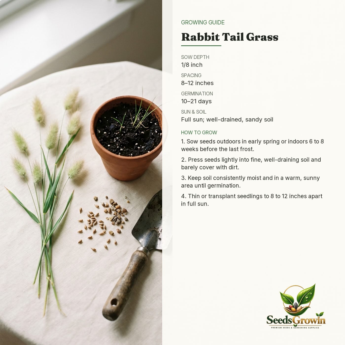 Rabbit Tail Grass Seeds – Fluffy Ornamental Grass for Dried Arrangements product photo for gardening and home growing