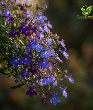Perennial Lobelia Seeds Mixed Colors Cascading Ground Cover Flowers product photo for gardening and home growing