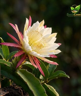 Dragon fruit pitaya cactus with night-blooming flower grown from organic mixed seeds