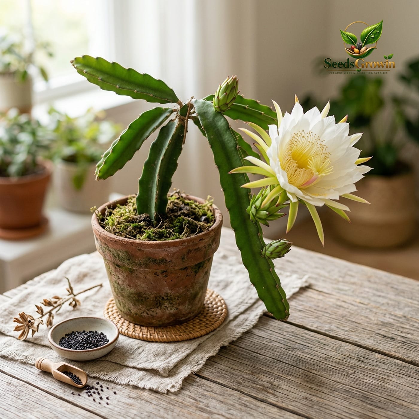 Dragon Fruit Seeds Mixed Pitaya Plant Organic Tropical Garden Growing Heirloom Variety product photo for gardening and home growing