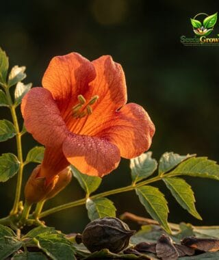 127-Orange-Trumpet-Vine-Seeds-Hummingbird-Attracting-Climbing-Flower-Fast-Growing-Garden-Bloom-guide-1 product image