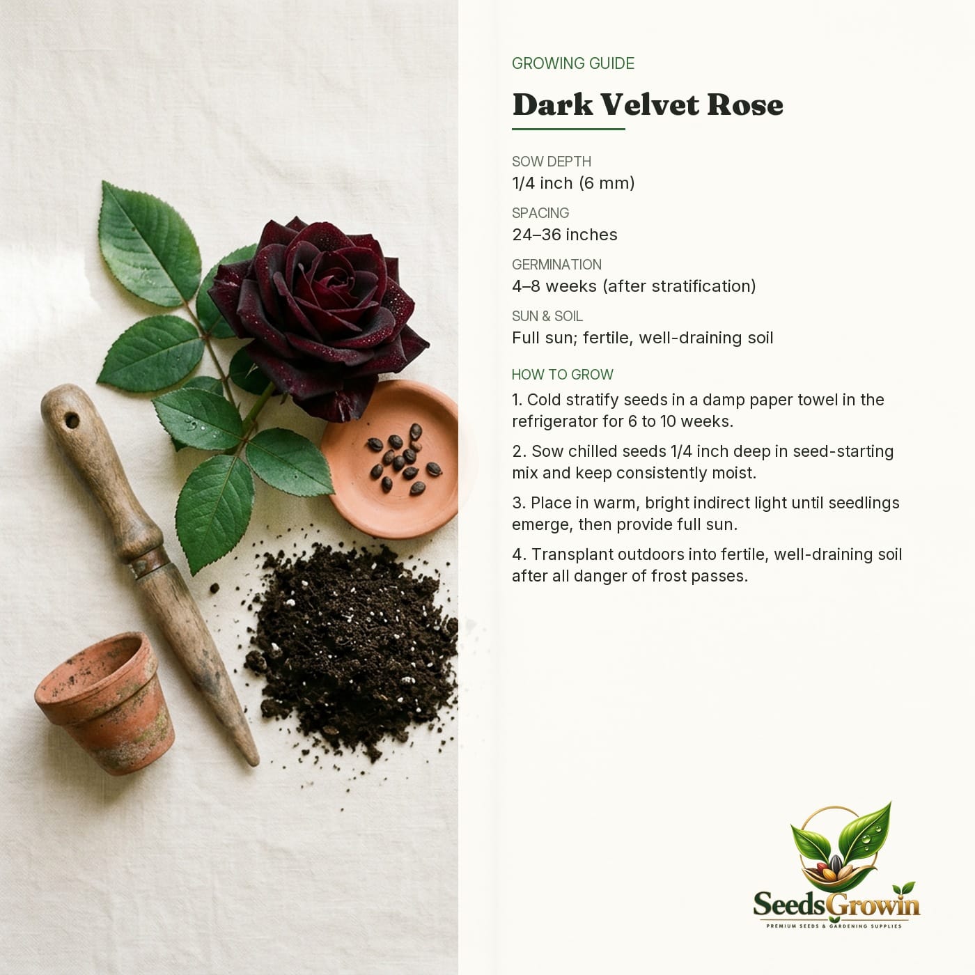 Rare Black Rose Seeds Dark Velvet Rosa Variety Heirloom Non GMO Ornamental Growing product photo for gardening and home growing