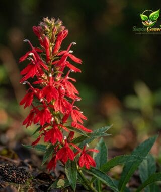 Red Cardinal Flower Seeds Wild Lobelia Perennial Native Pollinator Variety Outdoor Growing product photo for gardening and home growing