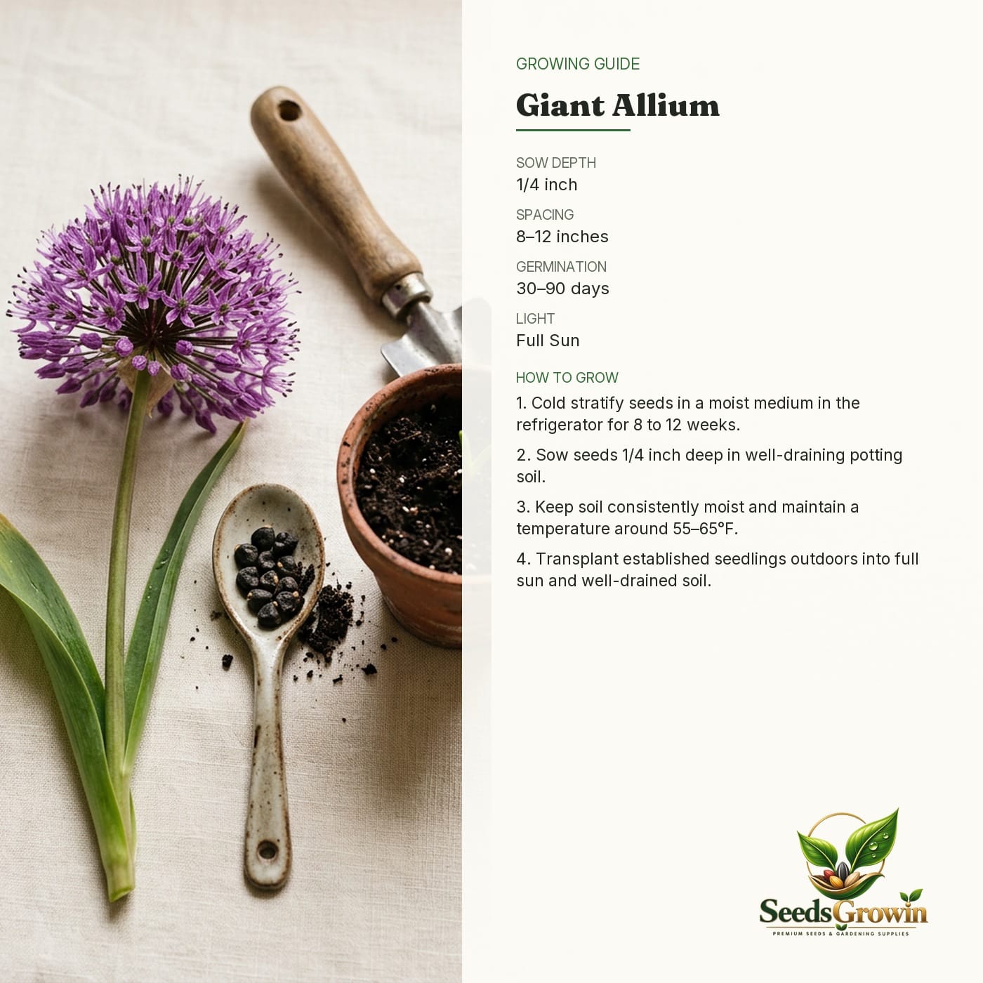 Giant Allium Giganteum Seeds Ornamental Onion Heirloom Non GMO Perennial Purple Variety product photo for gardening and home growing