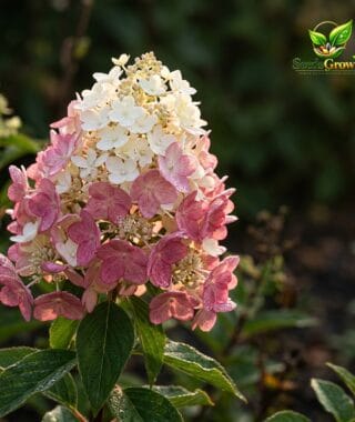 Pink White Hydrangea Seeds Cone Bloom Variety Perennial Outdoor Landscape Growing product photo for gardening and home growing