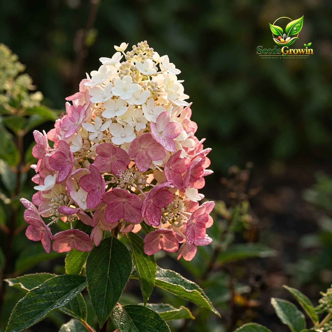 Pink White Hydrangea Seeds Cone Bloom Variety Perennial Outdoor Landscape Growing product photo for gardening and home growing