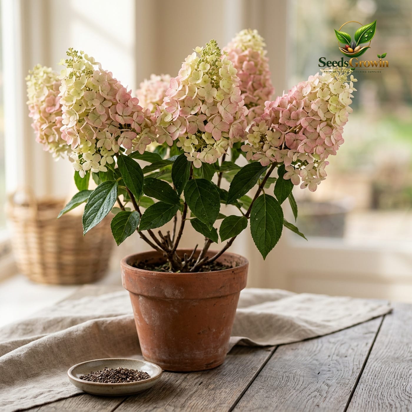 Pink White Hydrangea Seeds Cone Bloom Variety Perennial Outdoor Landscape Growing product photo for gardening and home growing