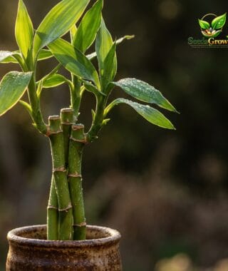 Lucky Bamboo Live Plant 3 Stalk Set Indoor Houseplant Good Fortune Prosperity Gift product photo for gardening and home growing